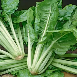 burak-lisciowy-lukullus-zielony-nasiona-buraka-nasiona-warzyw