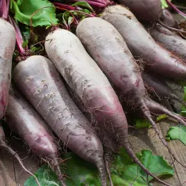 burak-cwiklowy-cylindra-podluzny-nasiona-buraka-warzyw-soczyste-i-slodkie