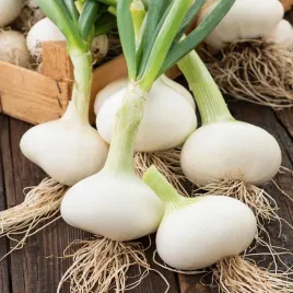 cebula-biala-avalon-duze-i-obfite-plony-cebula-nasiona-warzyw