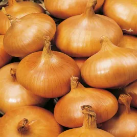 cebula-stuttgarter-riesen-lekko-ostra-plenna-nasiona-cebuli