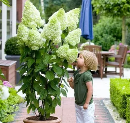 piekna-hortensja-magical-moonlight-bialo-limonkowa