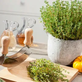 tymianek-wlasciwy-bardzo-aromatyczny-nasiona-ziol-ziola