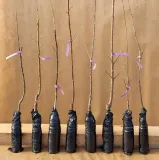 grusza-kolumnowa-general-leclerc-2-906-waga-z-opakowaniem-0-5-kg