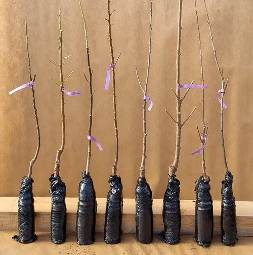 grusza-kolumnowa-general-leclerc-2-906-waga-z-opakowaniem-0-5-kg