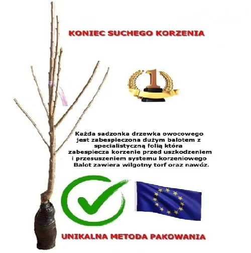 grusza-bera-hardy-2-203-styl-ogrod-skalny-ogrod-nowoczesny-ogrod-japonski-ogrod-srodziemnomorski-ogrod-wiejski