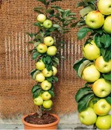 jablon-kolumnowa-bolero-malus-2-902