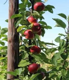 jablon-kolumnowa-malus-polka-2-903