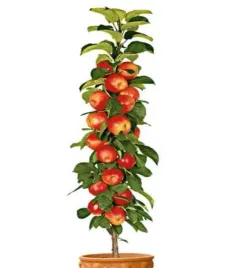 jablon-kolumnowa-obelisk-2-905