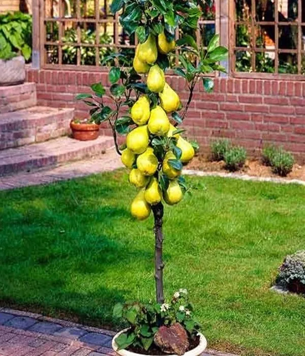 grusza-kolumnowa-general-leclerc-2-906