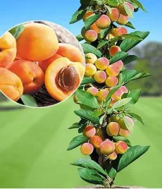 morela-kolumnowa-miracose-2-907