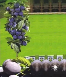 sliwa-kolumnowa-imperial-2-908