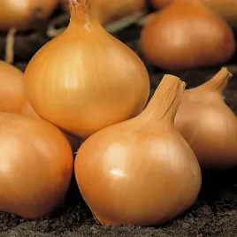 cebula-wolska-pozna-odmiana-soczysta-smaczna-nasiona-cebuli