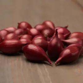 cebula-dymka-red-baron-czerwona-rozmiar-8-21-025kg-odporna-smaczna-odmiana