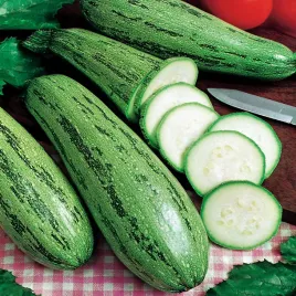cukinia-kabaczek-tapir-nasiona-kabaczka-odmiana-wczesna-duzy-plon-cukinie