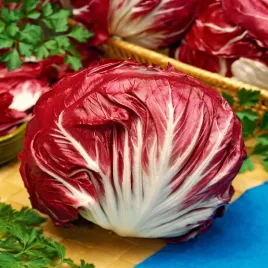 cykoria-salatowa-palla-rosa-3-nasiona-cykorii-warzyw-zdrowa-witaminy