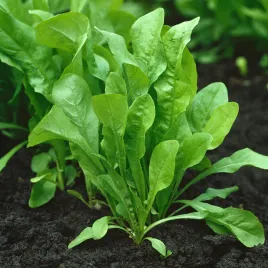 cykoria-lisciowa-spadona-nasiona-cykorii-warzyw-smaczne-zdrowe-plenne