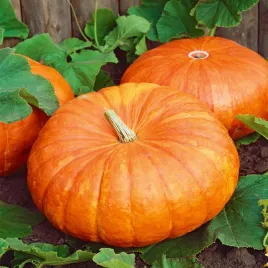 dynia-olbrzymia-rouge-vif-d-etamps-duze-plaskie-owoce-nasiona-dyni