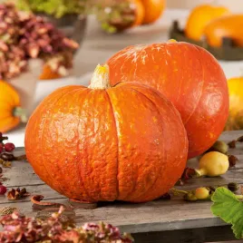 dynia-olbrzymia-big-max-halloween-gigant-nasiona-warzywa-dyni-dynie