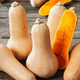 dynia-pizmowa-butternut-pyszna-swieze-nasiona-dyni-warzyw-dynie