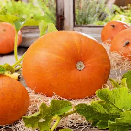 dynia-olbrzymia-golias-nasiona-warzyw-dyni-duze-pomaranczowe-owoce-dynie