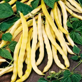 fasola-neckargold-tyczna-dlugie-zolte-nasiona-fasoli-warzyw