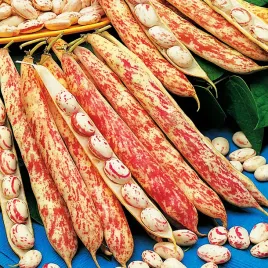 fasola-borlotto-lingua-di-fuoco-nano-szparagowa-bezwloknista-nasiona-fasoli