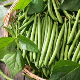 fasola-szp-karl-zielonostr-ferrari-smaczna-plenna-nasiona-fasoli