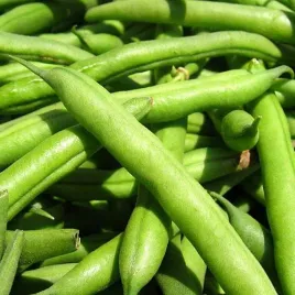 fasola-szparagowa-karlowa-saxa-zielona-500g-nasiona-fasoli-plenna-smaczna