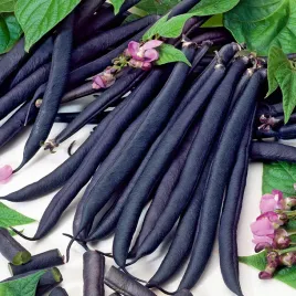 fasola-purple-teepee-szparagowa-karlowa-fioletowa-smaczna-plenna-nasiona