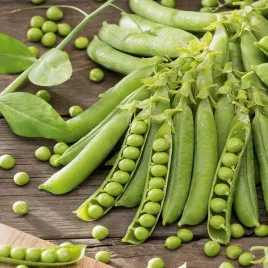 groch-cukrowy-ilowiecki-bardzo-plenny-duze-zdrowe-nasiona-grochu
