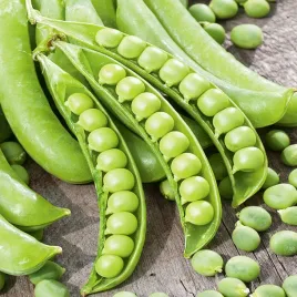 groch-cukrowy-ambrosia-wczesna-bardzo-plenny-duze-zdrowe-nasiona-grochu