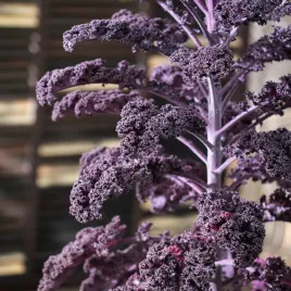 jarmuz-scarlet-smaczy-z-duza-iloscia-witamin-nasiona-warzyw