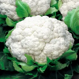 kalafior-bora-bialy-smaczny-nasiona-kalafiora-odporna-odmiana