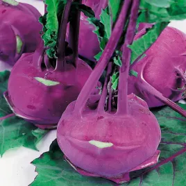 kalarepa-delikates-blauer-niebieska-slodka-delikatna-nasiona-kalarepy