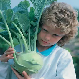 kalarepa-gigant-pozna-bardzo-duza-wczesna-nasiona-kalarepy-warzyw-smaczna