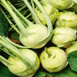 kalarepa-wiedenska-biala-bardzo-wczesna-nasiona-kalarepy-warzyw-smaczna