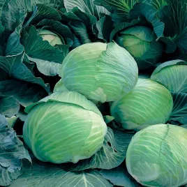kapusta-glowiasta-biala-langedijker-dauer-trwala-odporna-odmiana-nasiona