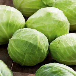 kapusta-glowiasta-biala-kamienna-glowa-pozna-do-przechowywania-nasiona