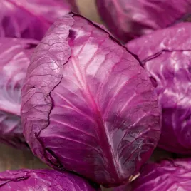 kapusta-glowiasta-czerwona-kalibos-stozkowa-plenna-nasiona-kapusty-odporna
