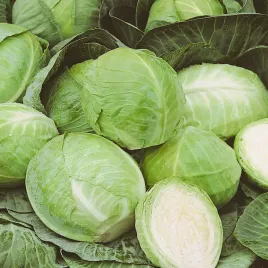 kapusta-glowiasta-biala-slawa-z-golebiewa-idealna-do-kiszenia-nasiona