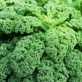 jarmuz-dwarf-green-curled-nasiona-warzyw-zdrowy-obfite-plony