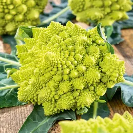 kalafior-romanesco-natalino-zielony-nasiona-kalafiora-odporna-odmiana