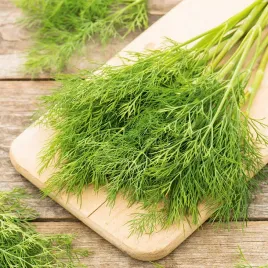 koper-ogrodowy-sprinter-bardzo-plenny-szybki-wzrost-nasiona-kopru