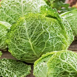kapusta-wloska-vertus-2-smaczna-plenna-odporna-nasiona-kapusty