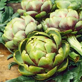 karczoch-vert-de-provance-smaczny-zdrowy-plenny-nasiona-karczocha-karczochy