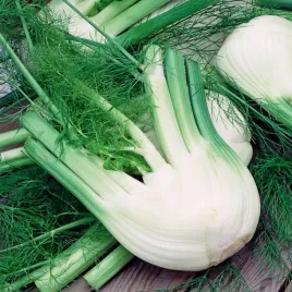 koper-wloski-bulwiasty-dulce-de-florencia-nasiona-warzyw-kopru