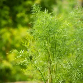 koper-ogrodowy-ambrosia-silny-wzrost-nasiona-kopru-idealny-do-ogorkow