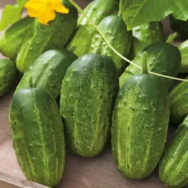 ogorek-anulka-korniszon-gruntowy-bardzo-plenna-odmiana-nasiona-ogorkow