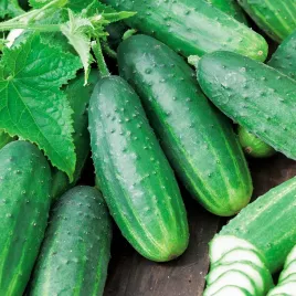 ogorek-ares-f-gruntowy-srednio-wczesny-odporny-smaczny-nasiona-ogorkow