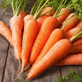 marchew-nasiona-marchwi-dolanka-pozna-plenna-odporna-soczysta
